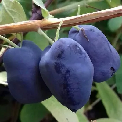 Жимолость съедобная БОРЕАЛ БЬЮТИ (СЕВЕРНАЯ КРАСАВИЦА)  Жимолость съедобная БОРЕАЛ БЬЮТИ (СЕВЕРНАЯ КРАСАВИЦА) в Москве