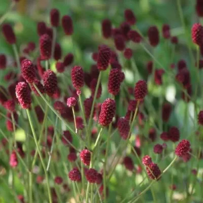 Кровохлебка ТАННА лекарственная — описание сорта Кровохлебка ТАННА лекарственная в Москве