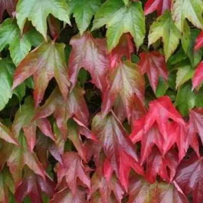 Девичий виноград тройчатый ВИЧИ в Москве