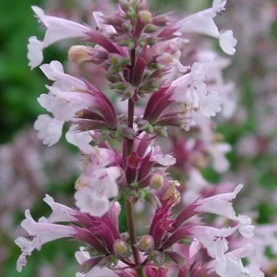 Котовник ДАУН ТУ ДАСК фассена — описание сорта Котовник ДАУН ТУ ДАСК фассена в Москве