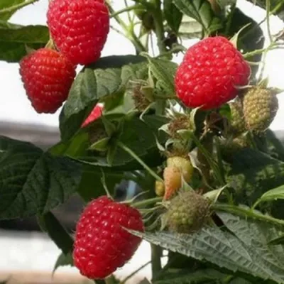 Малина ЭРИКА — описание сорта Малина ЭРИКА в Москве