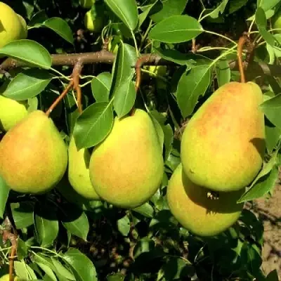 Груша ФЛЕЙТА — описание сорта Груша ФЛЕЙТА в Москве