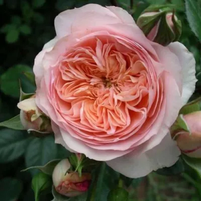 Саженцы роз СУРИР ДЕ ХАВР чайно-гибридная — описание сорта Саженцы роз СУРИР ДЕ ХАВР чайно-гибридная в Москве