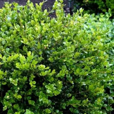 Самшит ФОЛКНЕР — описание сорта Самшит ФОЛКНЕР в Москве