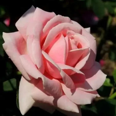 Саженцы роз ФРЕДРИК МИСТРАЛЬ чайно-гибридная — описание сорта Саженцы роз ФРЕДРИК МИСТРАЛЬ чайно-гибридная в Москве