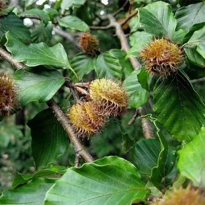 Бук обыкновенный — описание сорта Бук обыкновенный в Москве