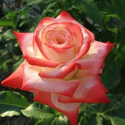 Саженцы роз ИМПЕРАТРИЦА ФАРАХ чайно-гибридная — описание сорта Саженцы роз ИМПЕРАТРИЦА ФАРАХ чайно-гибридная в Москве