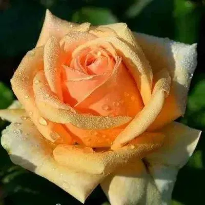 Саженцы роз ГЕЙША чайно-гибридная — описание сорта Саженцы роз ГЕЙША чайно-гибридная в Москве