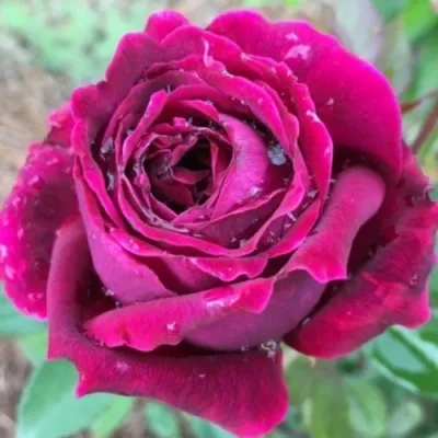 Саженцы роз РОЯЛ ПАЛАС японская в Москве