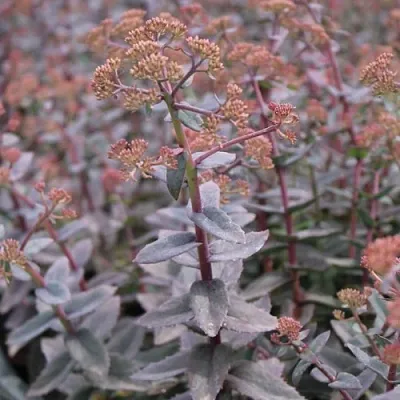 Очиток (седум) РЭЙН КСЕНОКС видный  Очиток (седум) РЭЙН КСЕНОКС видный в Москве