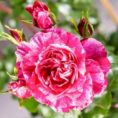 Саженцы роз ИНЕС САСТР плетистая в Москве