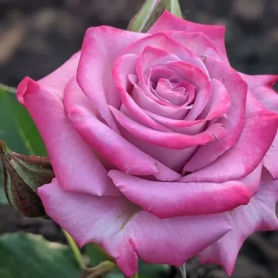 Саженцы роз ОКЕАН МИКАДО спрей — описание сорта Саженцы роз ОКЕАН МИКАДО спрей в Москве