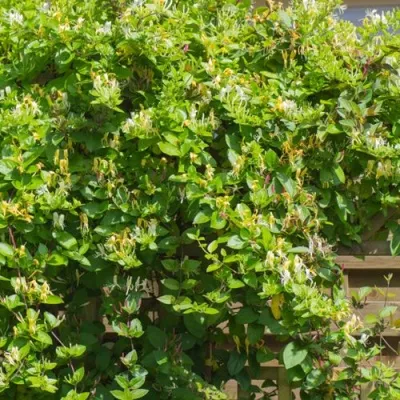 Жимолость ХАЛЛИАНА японская (Хелиана) в Москве