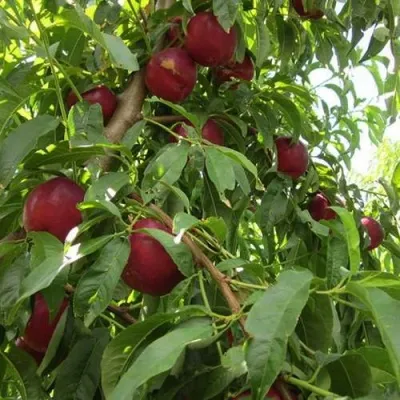 Нектарин ЭКСТРИМ БЬЮТИ — описание сорта Нектарин ЭКСТРИМ БЬЮТИ в Москве