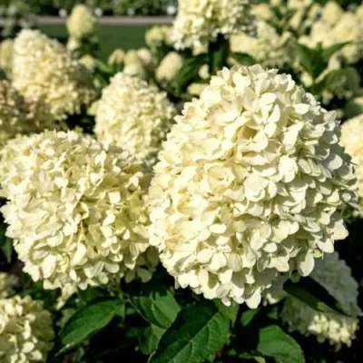 Гортензия КОТТОН КРЕМ метельчатая — описание сорта Гортензия КОТТОН КРЕМ метельчатая в Москве