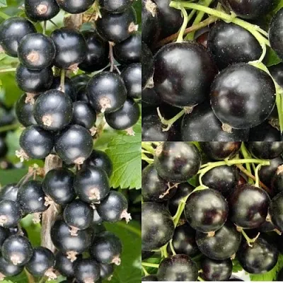 Комплект ЧЕРНАЯ СИЛА  Комплект ЧЕРНАЯ СИЛА в Москве