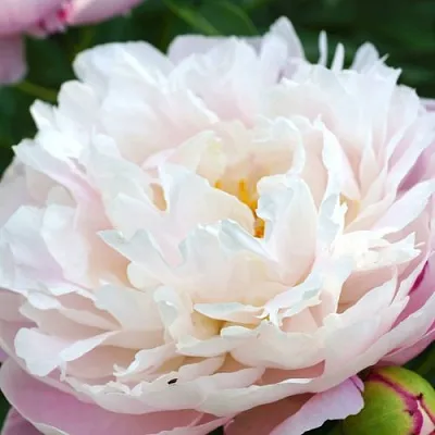 Пион ЛЕДИ АЛЕКСАНДРА ДАФФ травянистый  Пион ЛЕДИ АЛЕКСАНДРА ДАФФ травянистый в Москве