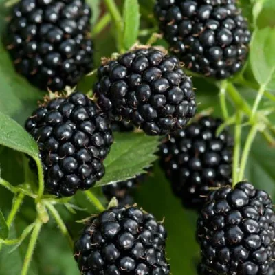 Ежевика АГАВАМ — описание сорта Ежевика АГАВАМ в Москве