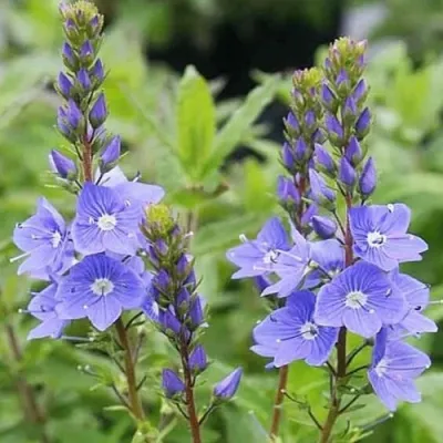 Вероника РОЯЛ БЛЮ большая — описание сорта Вероника РОЯЛ БЛЮ большая в Москве