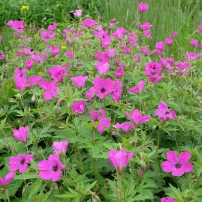 Герань РЕД АДМИРАЛ гибридная — описание сорта Герань РЕД АДМИРАЛ гибридная в Москве