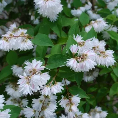 Дейция ГОРДОСТЬ РОЧЕСТЕРА в Москве