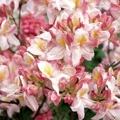 Азалия САТОМИ японская — описание сорта Азалия САТОМИ японская в Москве