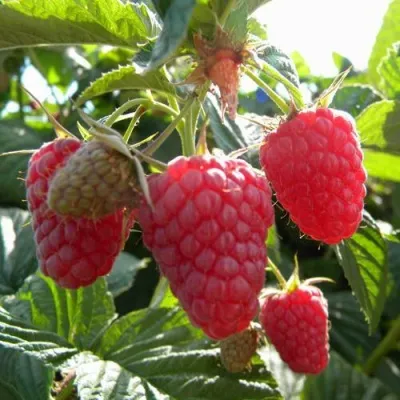 Малина ЖАР-ПТИЦА — описание сорта Малина ЖАР-ПТИЦА в Москве