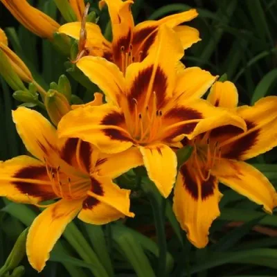 Лилейник БОНАНЗА гибридный — описание сорта Лилейник БОНАНЗА гибридный в Москве