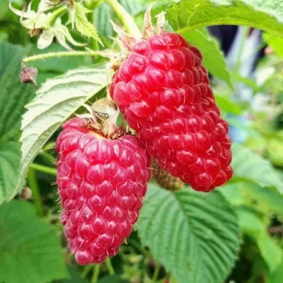 Малина ПШЕХИБА — описание сорта Малина ПШЕХИБА в Москве