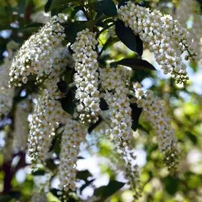 Черемуха виргинская ШУБЕРТ — описание сорта Черемуха виргинская ШУБЕРТ в Москве