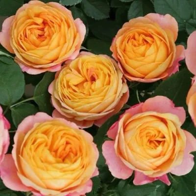 Саженцы роз БЕБИ РОМАНТИКА миниатюрная — описание сорта Саженцы роз БЕБИ РОМАНТИКА миниатюрная в Москве