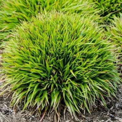 Ожика ИГЕЛ волосистая — описание сорта Ожика ИГЕЛ волосистая в Москве