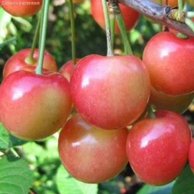 Черешня ЮЛИЯ — описание сорта Черешня ЮЛИЯ в Москве