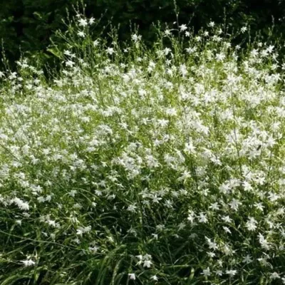 Венечник ветвистый в Москве