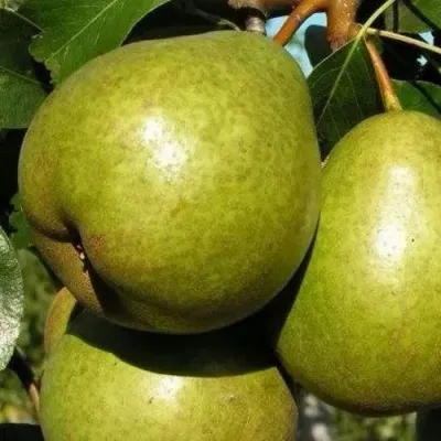 Груша ЯСАЧКА — описание сорта Груша ЯСАЧКА в Москве