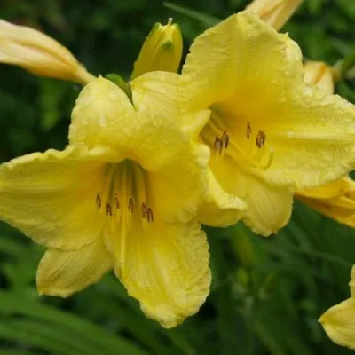 Лилейник ХЭППИ РЕТЁРНС гибридный — описание сорта Лилейник ХЭППИ РЕТЁРНС гибридный в Москве