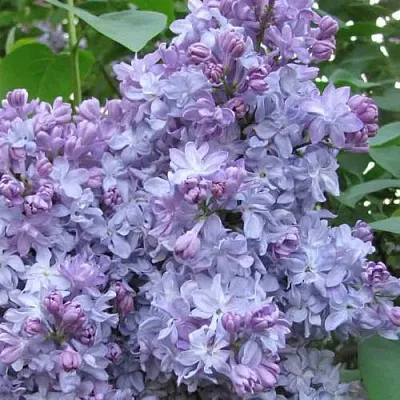 Сирень НЕБО МОСКВЫ  Сирень НЕБО МОСКВЫ в Москве