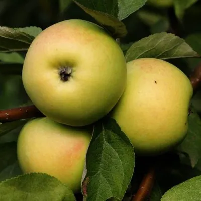 Яблоня ДАНИЛА — описание сорта Яблоня ДАНИЛА в Москве