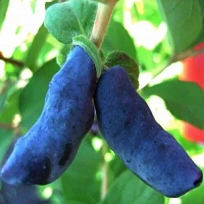 Жимолость съедобная БАКЧАРСКИЙ ВЕЛИКАН — описание сорта Жимолость съедобная БАКЧАРСКИЙ ВЕЛИКАН в Москве