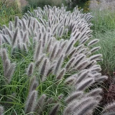 Пеннисетум БЛЭК БЬЮТИ  Пеннисетум БЛЭК БЬЮТИ в Москве