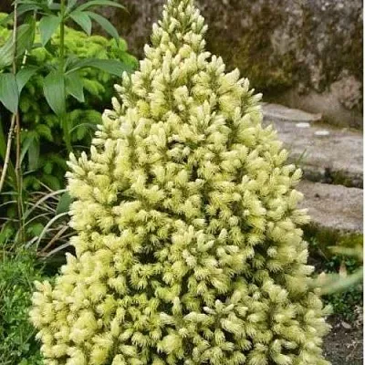 Ель МАЙГОЛД колючая  Ель МАЙГОЛД колючая в Москве