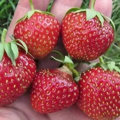 Клубника ВИМА ЗАНТА — описание сорта Клубника ВИМА ЗАНТА в Москве