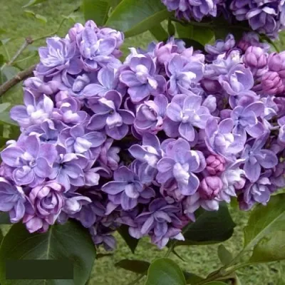 Сирень АМИ ШОТТ  Сирень АМИ ШОТТ в Москве