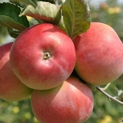 Яблоня ВЭМ-РОЗОВЫЙ — описание сорта Яблоня ВЭМ-РОЗОВЫЙ в Москве