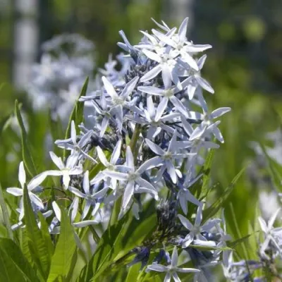 Амсония ТАБЕРНЕМОНТАНА — описание сорта Амсония ТАБЕРНЕМОНТАНА в Москве