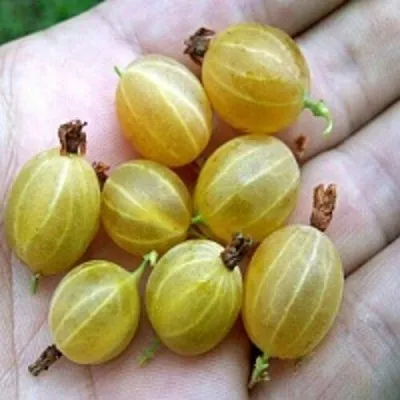 Крыжовник ЯРОВОЙ — описание сорта Крыжовник ЯРОВОЙ в Москве