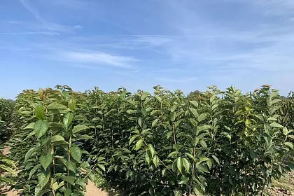 Наши саженцы, посадка и уход - Правильная обрезка растений