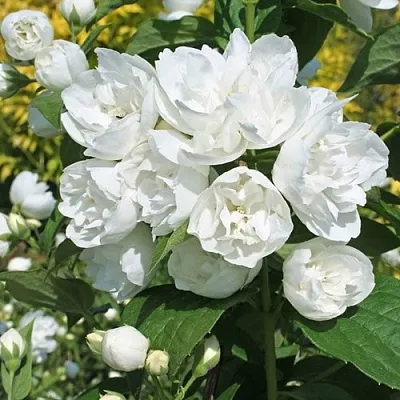 Жасмин махровый  Жасмин махровый в Москве