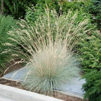 Овсец ВЕЧНОЗЕЛЕНЫЙ — описание сорта Овсец ВЕЧНОЗЕЛЕНЫЙ в Москве