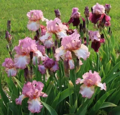 Ирис БЛАШИНГ ПИНК бородатый в Москве